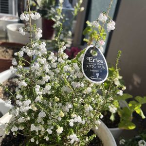 ミニバラ,スズランエリカ,スズランエリカの画像