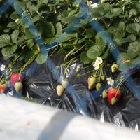 イチゴ,イチゴ,真っ赤な火曜日,Juneの会,2020年6月同期NO.002の画像