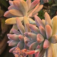 多肉植物,セダム属,ベランダガーデン,可愛い,ありがとう♡の画像