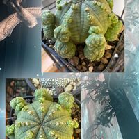 サボテン,シンメトリカ,子吹きシンメトリカ,エスポストア,ガステリア 子宝錦の画像