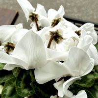 シクラメン,東北人花の会,和室の画像