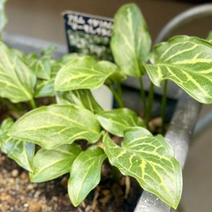 アルムイタリカム マーモレイタム,鉢植え,球根,ガーデニング,おひとり様の画像