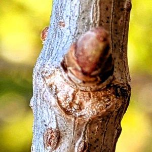 冬芽と葉痕,平和を願う,赤塚植物園,No  more war,武器ではなく花をの画像