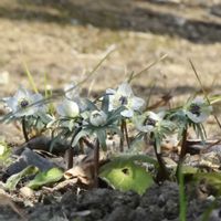 セツブンソウ,昭和記念公園,キンポウゲ科,スプリングエフェメラル,日本固有種の画像