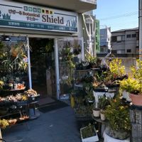 多肉植物,ウラボシ科,ビカクシダ属,食中植物,塊根の画像