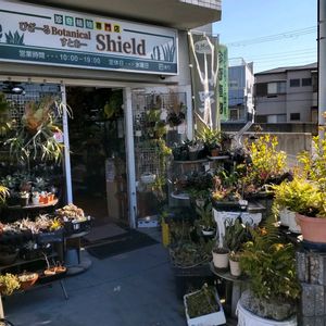 多肉植物,ウラボシ科,ビカクシダ属,食中植物,塊根の画像