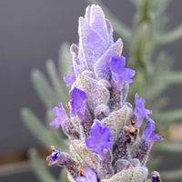 フレンチラベンダー,フレンチラベンダー,フレンチラベンダー,iphone11の画像