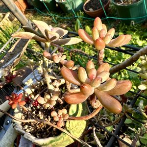 朧月,乙女心,虹の玉,姫秀麗,岐阜県の画像