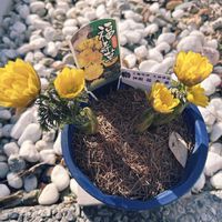 福寿草,福寿草,鉢植え,大神神社⛩️,三輪の明神さんの画像