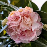 ツバキ,西洋椿,つばき,マーガレットデイビス,botanical lifeの画像