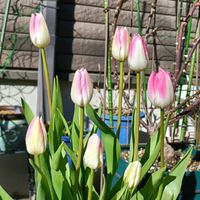 チューリップ,アイスチューリップ,冷凍チューリップの画像