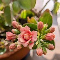 シクラメン,八重咲きカランコエ,出窓の画像