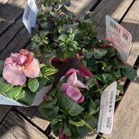 ハオルチア,お買い得パンジーとビオラ,お買い得白菜苗の画像