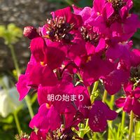 ストック,花のある暮らしの画像