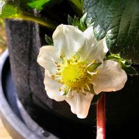 イチゴ,イチゴ栽培の画像