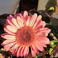 ガーベラ,鉢植え,庭の画像