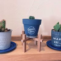 サボテン,黄金司,マグニフィクス,キンエボシ,100均鉢の画像