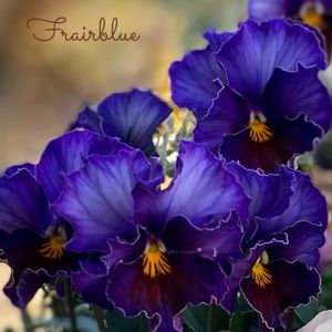 横浜セレクション フレアーブルー,寄せ植え,癒しのお花,愛の花♡,ありがとうの花❣️の画像