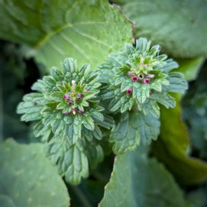 ホトケノザ,公園,お出かけ先の画像