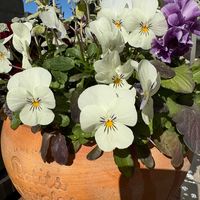 ビオラ,フリル咲きパンジー,パンジー きもの,お花のある暮らし,いつも、いいね❤をありがとうございます‼の画像