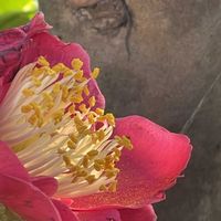 ツバキ,ヤブツバキ,あっ火曜日,#最前線のあなたへ,明日はきっと良い日になるの画像