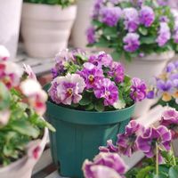 ビオラ,ビオラ　アイクルール,桐生ふぁ～む,花日和の画像