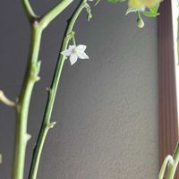 トウガラシ,トウガラシ,窓際,ナス科,トウガラシ属の画像