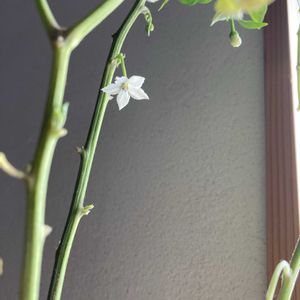 トウガラシ,トウガラシ,窓際,ナス科,トウガラシ属の画像