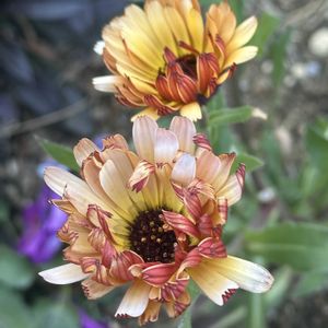 お散歩大好き❣️,花ブローチ倶楽部,お出かけ先の画像