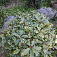 沈丁花,サザンカ﹙山茶花﹚,嬉しい❤️,八重の椿,大好き♥️の画像