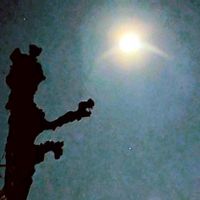 ケヤキ,サルスベリ,平和の祈り,春よ来い,スノームーンの画像