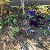 パンジー,ビオラ,種から,庭の画像