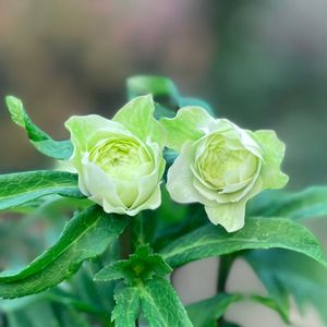 クリスマスローズ,広瀬園芸　クリスマスローズ,ナチュラルガーデン,ジャンクガーデン,シェードガーデンの画像