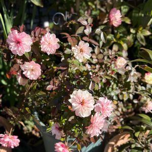 バラ,ミニバラ,ガーデンシクラメン,薔薇,ミニバラ・グリーンアイスの画像