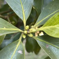 シキミ,ミヤマシキミ,樹木,有毒植物,冬芽の画像