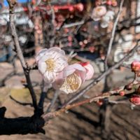 ウメ,思いのまま,梅(うめ),畑の画像