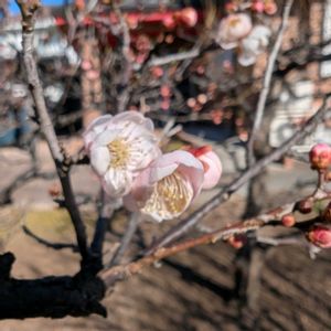 ウメ,思いのまま,梅(うめ),畑の画像