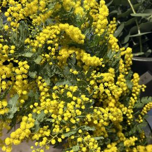 アカシア,千葉散策,お出かけ先の画像