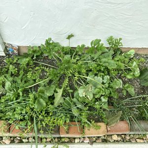 いつも見てくださってありがとう(๑>◡<๑),テラス,玄関アプローチの画像