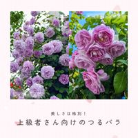 バラ,バラ,ツルバラ,バラ　エーデルシュタイン,エーデルシュタインの画像