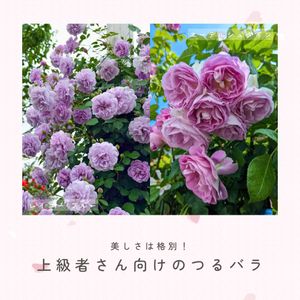 バラ,バラ,ツルバラ,バラ　エーデルシュタイン,エーデルシュタインの画像