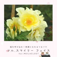 バラ,ツルバラ,バラ　ツル・スマイリー フェイス,つるバラ,黄色いバラの画像