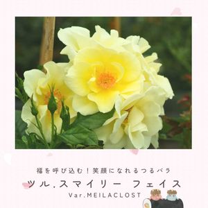 バラ,ツルバラ,バラ　ツル・スマイリー フェイス,つるバラ,黄色いバラの画像