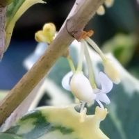 ヒイラギ,斑入りヒイラギ,ヒイラギの花,柊（ひいらぎ）,節分の画像