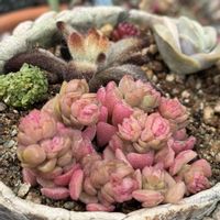 シナモン,クラバツム,スプリングワンダー,ロッティ,ラブリーローズの画像