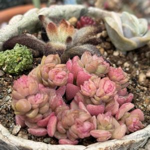 シナモン,クラバツム,スプリングワンダー,ロッティ,ラブリーローズの画像