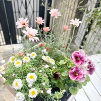 花かんざし,ローダンセマム　アプリコットジャム,花かんざしウインターライム,ビオラ　シャルマンロゼ,寄せ植えの画像