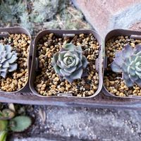 ミックスベリア片想い,ミックスベリア 桃染華,多肉植物,エケベリア属,植物のある暮らしの画像