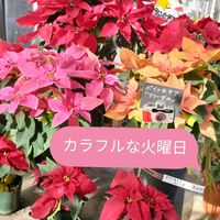 ノースポール,ノースポール,ポインセチア,八重咲きストック,八重咲きストックの画像