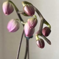 胡蝶蘭,ふじみ野ラン園,胡蝶蘭　スパークワインの画像